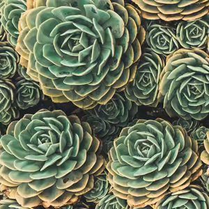 Žalm 27 - Hledejte mou tvář!