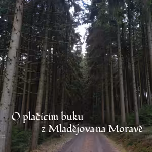 O plačícím buku z Mladějova na Moravě