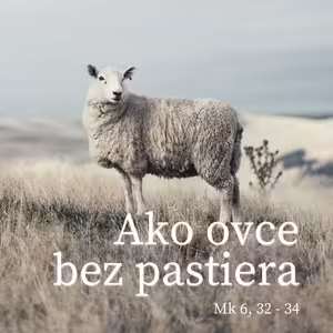 Ovce bez pastiera (18.7.2021)