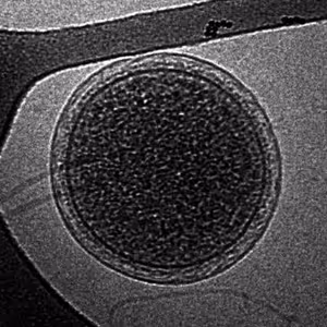 Acidofil - Techno Acid House 303