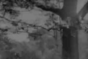 Epizoda 71: Padající listí a autobusová beznaděj