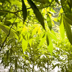 Nejliberálnější novela trestního zákoníku za víc než 30 let míří do Senátu. Skončí nesmyslné tresty za držení konopí?