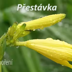 Vlákna Stvoření – živé vysílání