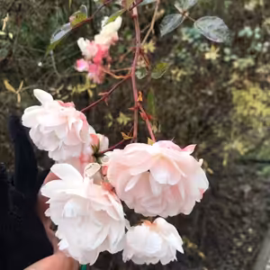 #71 Ježíšovo Vítězství