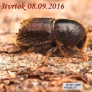 V prvej línii - 2016-09-08 Lykožrútová dilema vo Vysokých Tatrách...