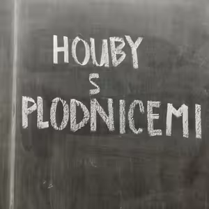 Houby s plodnicemi - důležití spojenci stromů