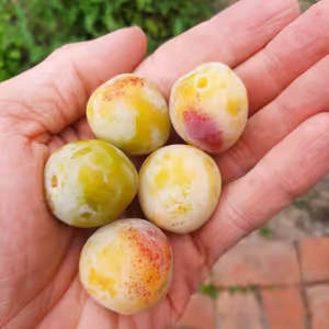 #14: Ovoce v krajině