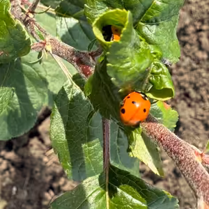 #21: Ekologické zemědělství