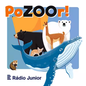 PoZOOR!