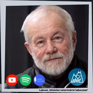 Novofundlandský pes je dobrák od kosti!