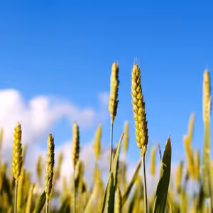 Boží přikázání vychází z jeho milosrdenství