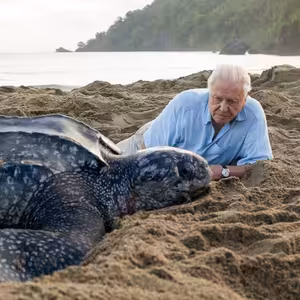 "Hlas přírody", který se kvůli zubům málem nedostal před kameru. David Attenborough slaví 100 let