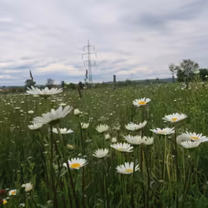 #09: Biodiverzita v ovocných sadech