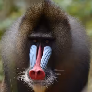 S12E11: GABON - Na huby so slonom