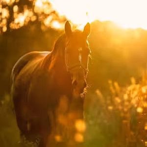 Zátiší 10/7/2024 Dalibor Dostál (Česká krajina)