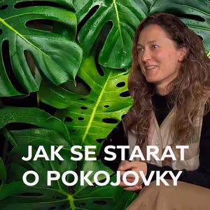 Jak pěstovat pokojovky