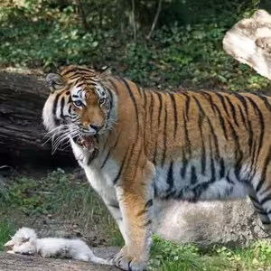 Blog 24 ... Čím se živí vztahoví predátoři? Příběh Jirky a jeho sestry Anny