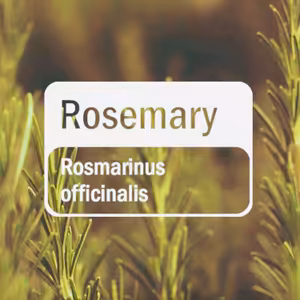 Rozmarýnová Revoluce: Síla pro Myšlení a Tělo 🌿🧠