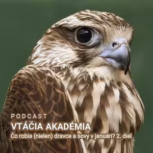 Čo rodia (nielen) dravce a sovy v januári? 2. diel