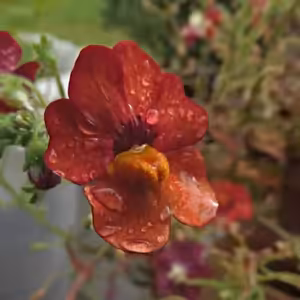 Vlákna Stvoření – živé vysílání