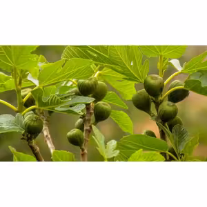 Sme schopní prinášať ovocie