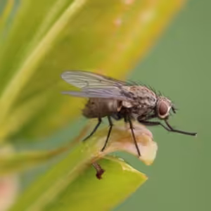 Prečo muchy nevedia nájsť cestu von z bytu?