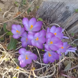 Pondelok po 4. pôstnej nedeli