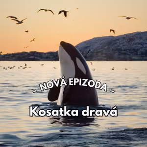 24: Hluboký ponor do světa kosatek