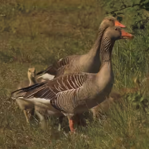 Pokud v těchto dnech zavítáte k jezeru Most, a zvláště pokud máte s sebou svého psa, chovejte se ohleduplně. Týká se to zejména části u jihovýchodních břehů.