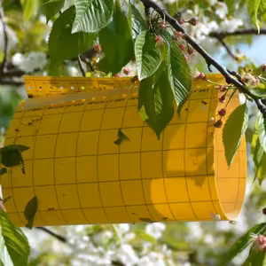 Ochrana ovocných stromov: Optické lapače