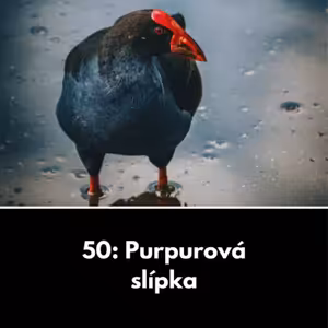 50: Purpurová slípka