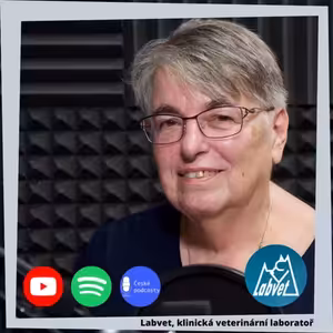 Jak se chovat se psem v lese