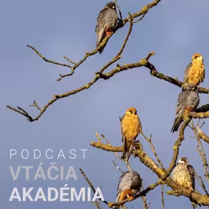 Vtáčia akadémia: Viete čo je "špek"?