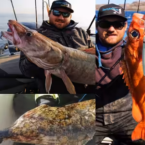 Nejčastěji lovené druhy ryb v Norsku - platýs obecný, mník a okouník mořský