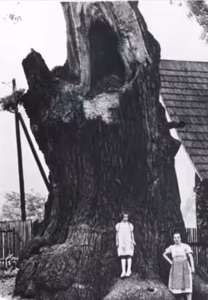 Zelení poutníci času