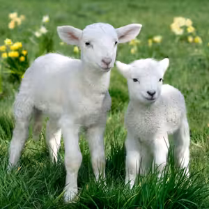 17.5.2020 - Pátá neděle po Velikonocích | Rogate - Modlete se!