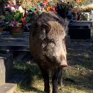 Přemnožená divoká prasata pronikají do českých měst po celé zemi.