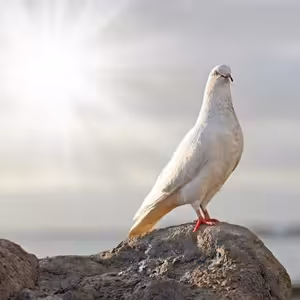 Být obezřetným a bezelstným