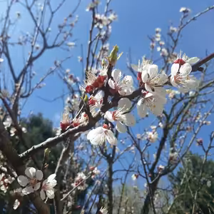 Ayurvedská dieta na květen