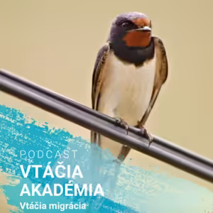 Vtáčia migrácia