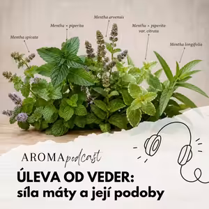 #024 Úleva do veder: síla máta a její podoby