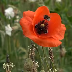 Jak vzniká květinová výsadba ve městě? To se dozvíte v našem podcastu.