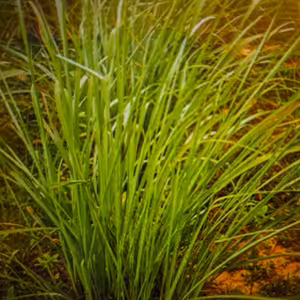 Lemongrass- švajčiarsky nožík