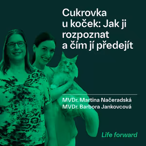 Cukrovka u koček: Jak ji rozpoznat a čím jí předejít | MVDr. Martina Načeradská & MVDr. Barbora Jankovcová