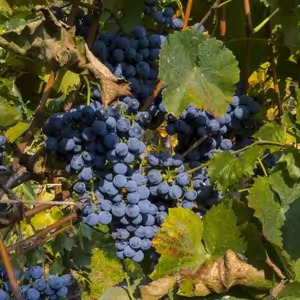 La vinberĝardeno de la Sinjoro