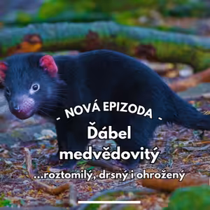 18: Čerti z Tasmánie