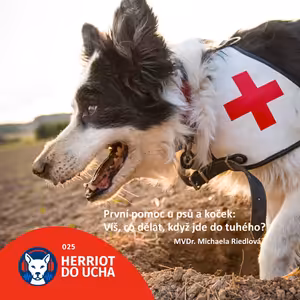 #25 🐕🐈‍⬛ První pomoc u psů a koček: víš, co dělat, když jde do tuhého? - MVDr. Michaela Riedlová