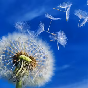 O slobode v slobodnom rádiu