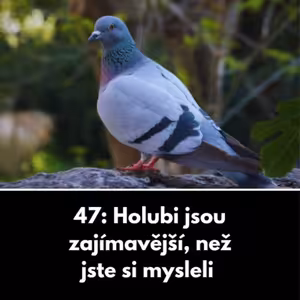 47: Holubi jsou zajímavější, než jste si mysleli