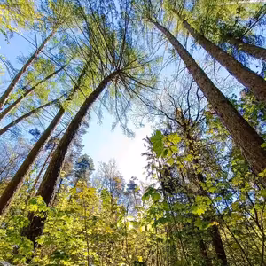 Mše za popravené ve Spáleném lese (Klatovy)